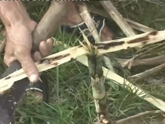 [视频]白沙镇甘蔗遇虫害 损失严重