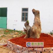 英雄树长出母子双熊样造型