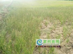 九斗洋严重受旱 农作物大面积枯死