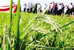 杂草稻与水稻“打架