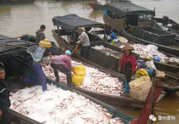 北和镇康港红鱼受灾 多部门联手帮渔民渡难关