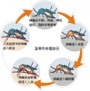 乌石镇出现登革热病例